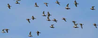 Auf Spiekeroog werden Sie immer noch liebevoll die Vogel-Zivis genannt die Bundesfreiwilligendienstleistenden beim NLWKN.