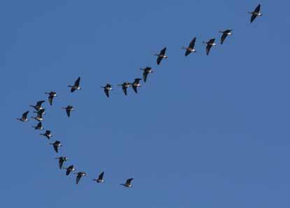 Als Laie kann man nur staunen: Da stehen die Ornis (Ornitholog*innen = Vogelkundler*innen) stundenlang in der Landschaft, um mit Ferngläsern winzige Vögel in großer Distanz zu beobachten.