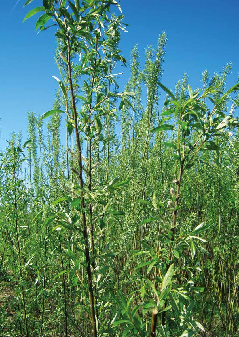 Sorteneigenschaften und -empfehlungen Salixenergi Europa AB vertreibt die folgenden Weidensorten.