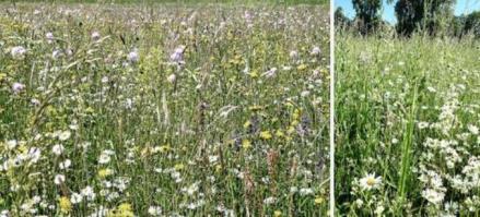 Blumenwiesen_Vorgehen Pflege 6 bis 8 Wochen nach der Ansaat ist ein Pflegeschnitt erforderlich (dieser verhindert, dass schnellwüchsiges Unkraut wie z.b. Gänsedistel oder Knöterich, die Wildblumen beschatten), allenfalls wiederholen (Schnitt nicht tiefer als 5 cm, um Blattrosetten nicht zu verletzen).