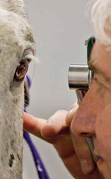 Neu: Kolik-OP bis 5.000 Zahn-OP auch in Standnarkose Auch bei bester Pflege sind gesundheitliche Probleme Ihres Pferdes oft nicht vermeidbar.
