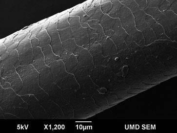 Dicke des Lichtabsorbierenden Materials >0.160 mm (160 µm) Dünnschicht PV Technologie Querschnitt eines Silizium Wafers http://www.d.umn.edu/news/2008/august/01-a.