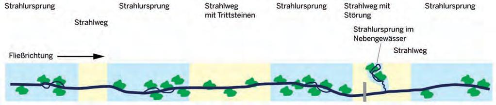 11 Abbildung 2: Schematische Darstellung der Funktionselemente des Strahlwirkungs- und Trittsteinkonzeptes (nach DRL 2008) Strahlursprünge sind naturnahe Gewässerabschnitte, von denen aus Organismen