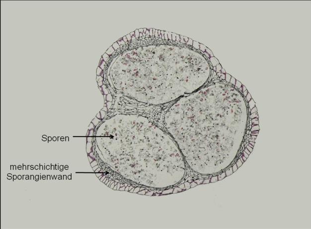 gleichgestalteten Sporen (= Isosporie) erkennbar; 1.2.