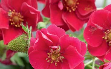 95 per Stück doppeltem Kranz an Blütblättern! SUMMER BREEZE ROSE fällt auf durch ihre ssationell dunkelrosa Blütfarbe.
