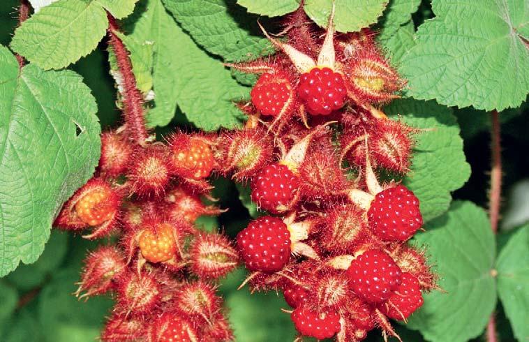 BUCKINGHAM TAYBEERE (Rubus fruticosus Aurora Rubus idaeus) im 4 l Topf 29.90 per Stück Stachellos!