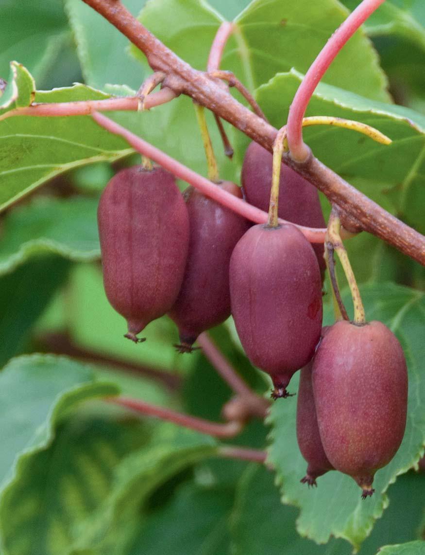 54 FrüchteProfi Beerkiwi RED JUMBO (weiblich) (Actinidia arguta) im 4 Liter Topf 39.