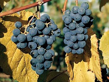 Ein mittlerer bis starker Wuchs und die regelmässig hoh Erträge mach diese Sorte zur Begrünung von Pergol ideal. Sehr gut für Traubsaft und Wein geeignet.