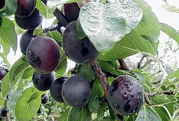 FrüchteProfi Wildobst & Spezialität 63 APRIKYRA Prunus-Hybride Aprikose Kirsche im 5 Liter Topf 59.