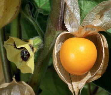 gross, kräftig orangefarbe Blüt. Hoher Zierwert. Selbstfruchtbar. ANDENGOLD Andbeere (Physalis edulis) im 1 Liter Topf 7.
