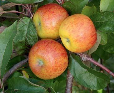 88 FrüchteProfi Kernobst Äpfel und Birn saftige, gesunde Vielfalt! Gussreife Dez. bis März Sept. Gussreife Sept.