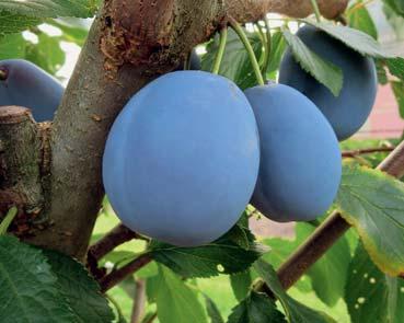 Violett-blaue, mittelgrosse Früchte mit gelbem, sehr aromatischem Frucht- nässd) und für Frischverzehr geeignet. Robust geg Sept.