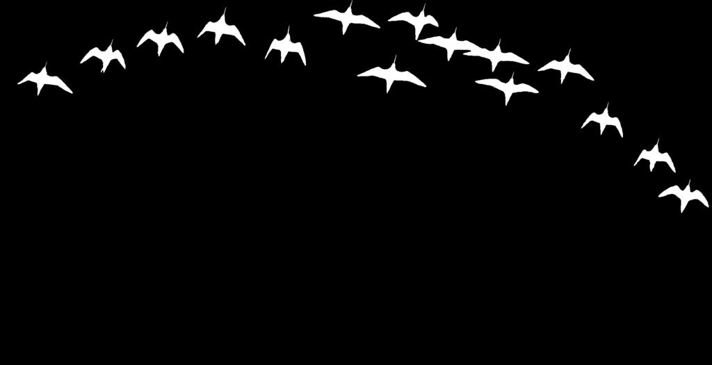 unserer Wattenmeer-Zugvögel liegt, der Bijagós-Archipel. Die Pfuhlschnepfe, der Logo-Vogel der Zugvogeltage, gehört zu den Arten, die hier den Winter bei 30 C im Schatten verbringen.