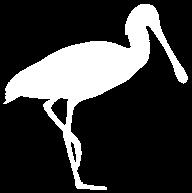 20:00 Uhr Guinea-Bissau: mit Pfuhlschnepfen in das Partnerland der 10. Zugvogeltage reisen Do 18.10.18 08:00 Uhr Seabird-Watching mit Seeblick-Frühstück Fr 19.10.18 08:00 Uhr Seabird-Watching mit Seeblick-Frühstück 13:00 16:00 Uhr Vogelbeobachtung für Einsteiger Sa 20.