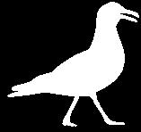 Zugvogeltage wünschen wir uns Bilder mit vielen verschiedenen Vögeln! Das Wattenmeer ist wichtig für ganz viele Vögel, die hier auf ihren weiten Reisen eine Pause einlegen müssen.
