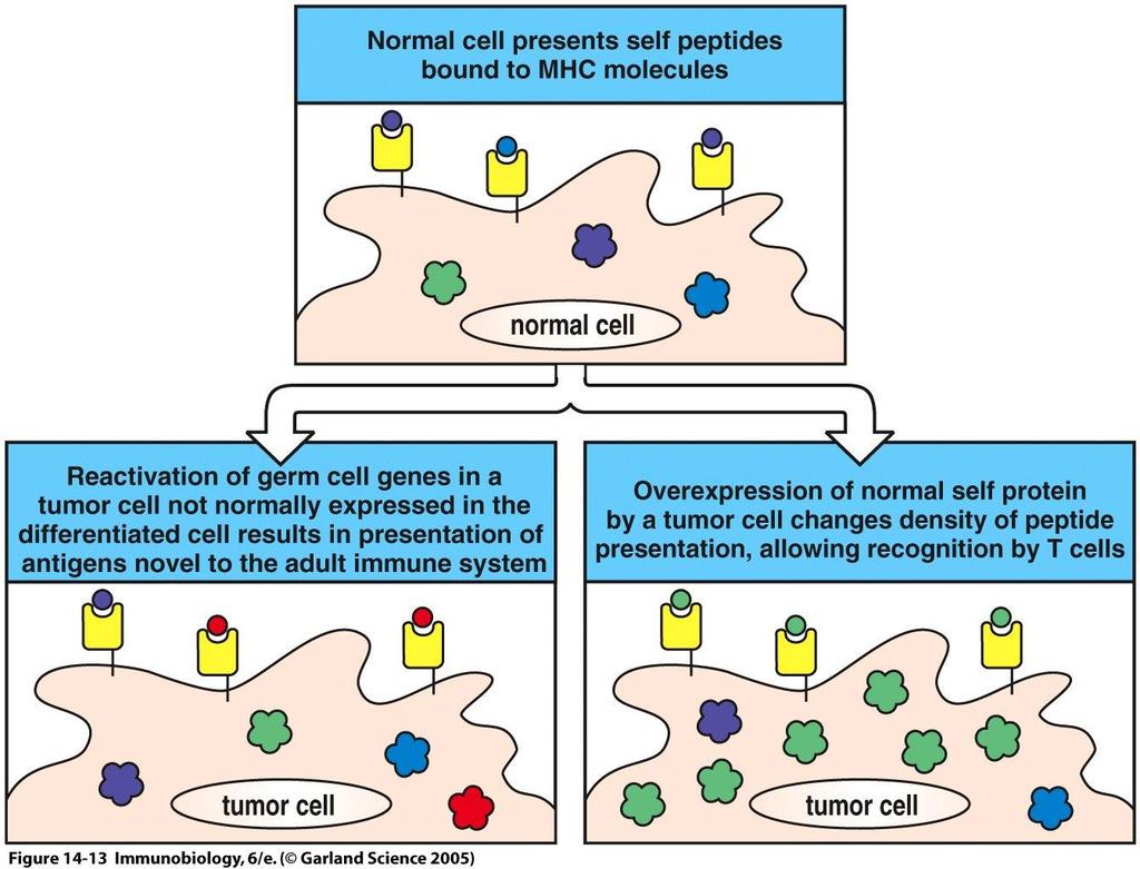Entstehung von Tumorantigenen Normale Zelle präsentiert ein Selbst-Peptid, an MHC gebunden Figure 14-13 Reaktivierung von Stammzellgenen, die sonst nicht exprimiert werden,