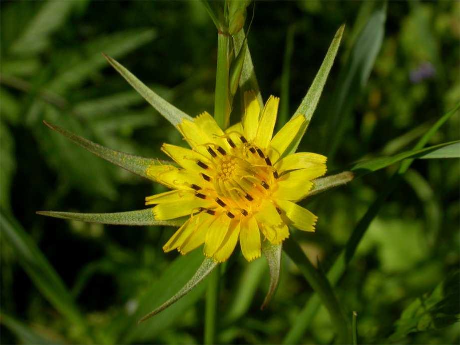 minor in Wirklichkeit Verwechslungen mit T. pratensis betreffen. Tragopogon minor hat recht kleine Blütenköpfe, die durch die ausgesprochen kurzen Zungenblüten noch zierlicher wirken.