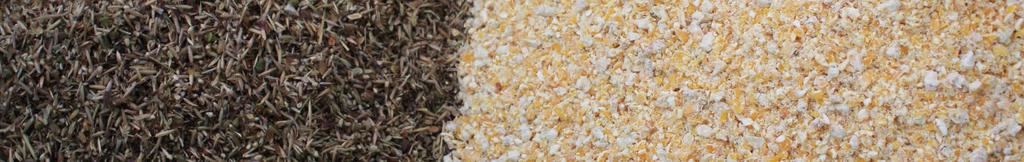 Saatbettbereitung und Ansaat Mehrjährige Blühstreifen/-flächen gründliche Bodenbearbeitung/Saatbettbereitung ist für eine erfolgreiche Ansaat Voraussetzung Saatgut mit sehr unterschiedlichen
