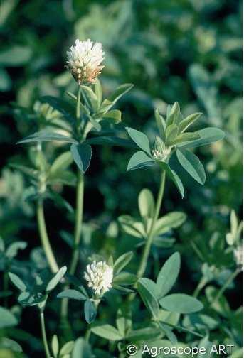 Alexandrinerklee = Trifolium