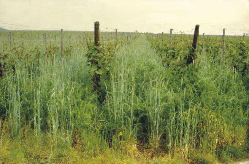 Wasserverbrauch von Begrünungen Transpirationskoeffizienten Gräser Kreuzblütler Leguminosen 400 bis 500 L/kg