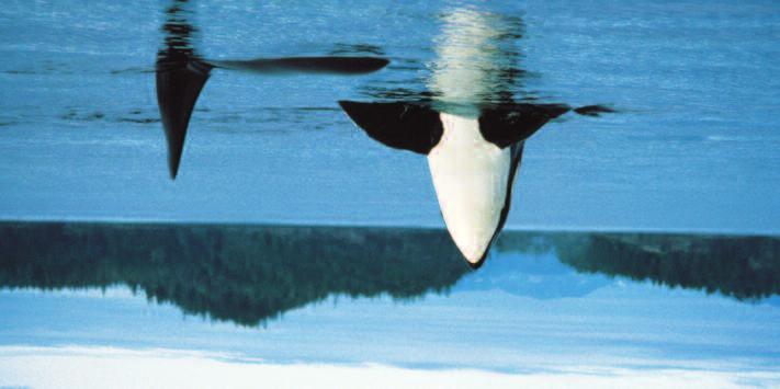 Sie durchkreuzen auf einer Yacht die Ge wässer der Meer enge auf der Suche nach den Rücken flossen der Orcas. Termine: täglich im Zeitraum 18.05. - 03.10.
