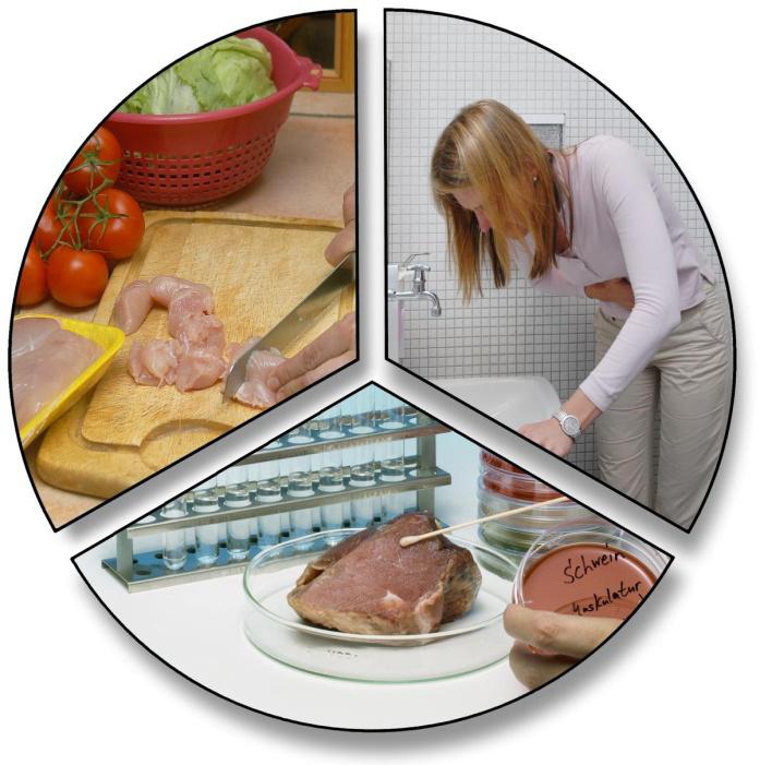 Verbraucher Risikofaktoren Rohverzehr von erregerhaltigem Fleisch (z.b. Hackfleisch, Rohwurst) Kontamination von primär unbelasteten Lebensmitteln durch: - Erregerausscheider