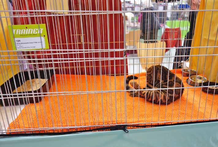Bengalkatze in ihrem Ausstellungskäfig ohne jegliche Rückzugsmöglichkeiten. Dieselbe Katze, laut Ausstellungsprogramm ein etwa halbjähriges Tier, litt offensichtlich unter der Ausstellungssituation.