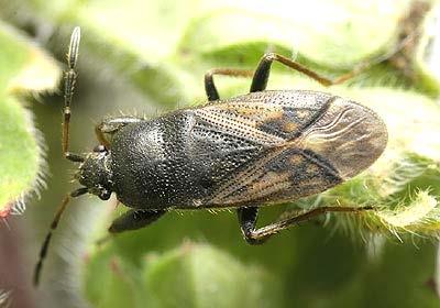 https://www.kerbtier.de/pages/fotos/fotolargen/ Curculionidae/Tychius-pusillus-n.jpg http://www.britishbugs.