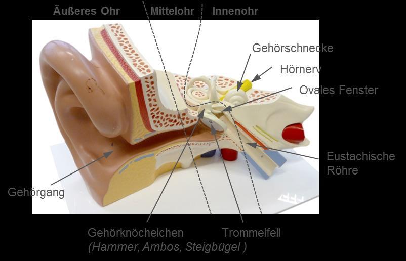 1 Wie hören wir? 1. Der Schall tritt in den Gehörgang ein und trifft auf das Trommelfell. 2.