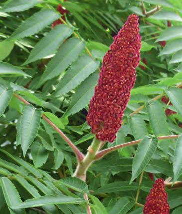 Umkreis von 10 m um Essigbaum) und durch verunreinigte Geräte szeitraum April Mai Juni Juli Aug Sept Okt Nov Dez ausreissen ganze Pflanze mit Wurzeln ausreissen ringeln