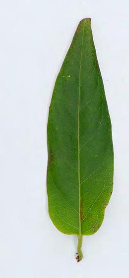 bis 12 cm lang, fester Japanisches Geissblatt: 3 bis 6 cm lang, weicher in Gärten kultiviert, verwildert in Wäldern, Hecken, an