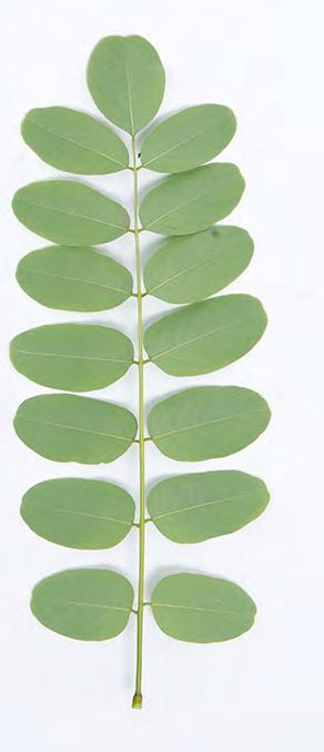 zusammengesetzt, Teilblatt oval, ganzrandig, 2 bis 5 cm lang, unpaarig gefiedert trocken-warme Lagen, als Strassen- und Parkbaum sowie als Nutzbaumart