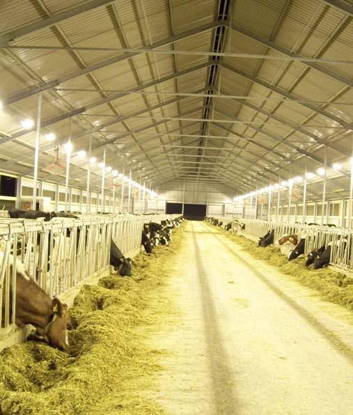 Licht Licht erhöht die Milchleistung wenn die folgenden Voraussetzungen erfüllt sind: + die Beleuchtungsstärke beträgt 160-200 Lux + die Kühe sind diesem Licht täglich 16-18 Stunden ausgesetzt + der