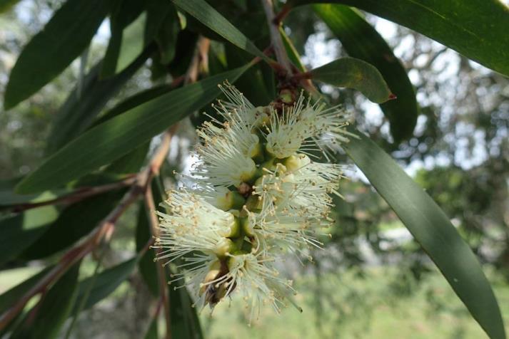 Cajeput (Melaleuca leucadendron): Duft verleiht Energie, vermag verletzte Seelen zu heilen und hilft, auch in schwierigen Situationen aus der eigenen Mitte heraus zu