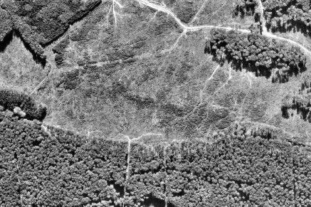 Großkahlschlag Abt. 74 a, Evesser Berg aus den Jahren 1970/71 (Luftbild vom 25.09.