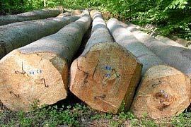 Wirklichkeit Abteilung 81 a2 Buchenaltholz 148 Jahre Die Holzernte kernfreien Buchenholzes guter bis sehr guter Qualität erfolgt