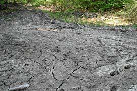 Sämtliche Altbuchen wurden entfernt. Habitatbäume fehlen, Stark-Totholz ebenfalls.