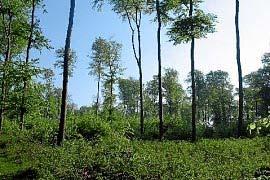 Durch sein relativ hohes Alter wäre er ein beispielhafter Beginn der Reifungsphase im Sinne der Biodiversitätsstrategie der Bundesregierung und