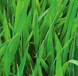 Septoria-Blattdürre Wirkung der Saatgutbehandlung gegen Frühbefall mit Braunrost 60 % 60
