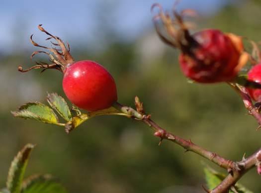 5 Wildrosen Steffen Boch Neufund für die Region Rosa dumalis Gewöhnliche Vogesen-Rose Rosa dumalis wird häufig für Hecken, zur Bodenbefestigung, Wiederbegrünung und als wichtiges Vogelschutzgehölz