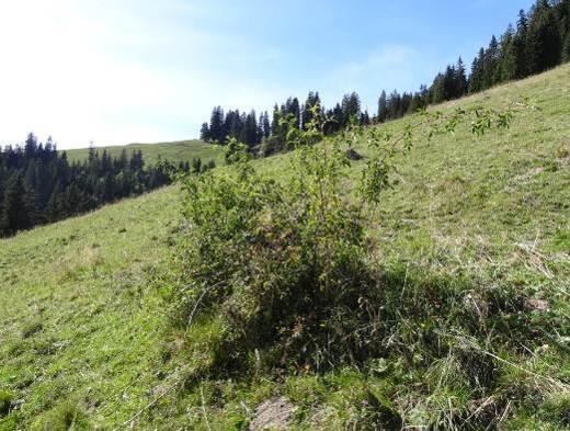 Die bevorzugten Lebensräume sind Halbtrockenrasen, sowie trockenwarme und mesophile Gebüsche (Berberidion, Pruno-Rubion) oft in Kombination mit Strukturen wie Lesesteinhaufen, neben