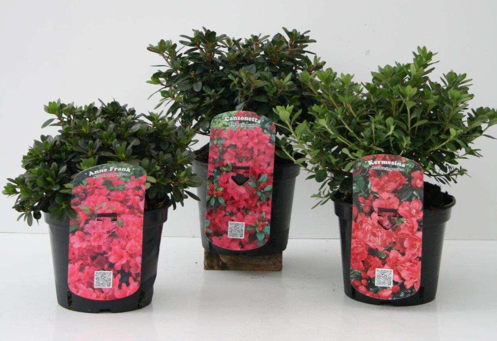 87 30 x 5 30 Rhododendron obtusum in 4 Sorten Japanische Azalee, farbenfroh C 2 20 25 4027832024895 88 17 x 4 17 Rhododendron Hybr.