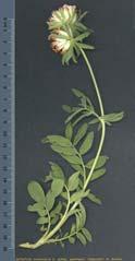 bedecktsamige Pflanzen Klasse: Dicotyledoneae / zweikeimblättrige Pflanzen Unterklasse: Rosidae /