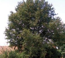 Salix purpurea März bis
