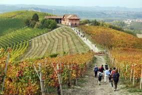 Tag: Haselnüsse, Haine und Alba Neben den erstklassigen Weinen ist das Piemont auch für seine edlen Haselnüsse bekannt.