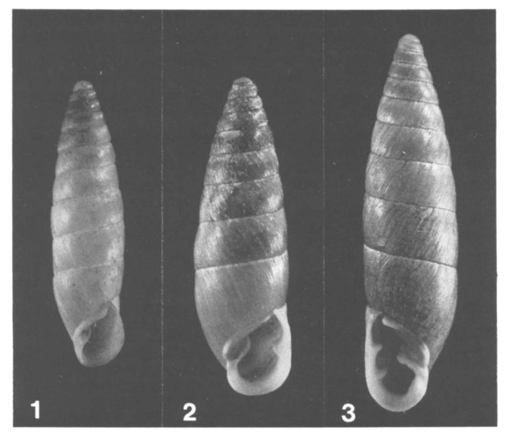 GITTENBERGER: CHONDRULA VOM PELOPONNES 331 Fig. 1-3. Chondrula (Eubrephulus) spec. 1, C. (E.) peloponnesica spec. nov.