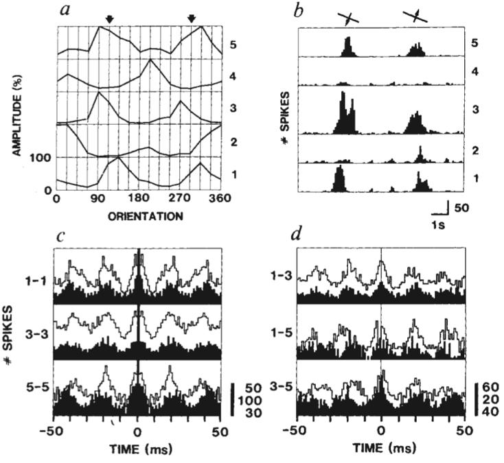 Experimentelle Daten in Neuronen im visuellen Cortex