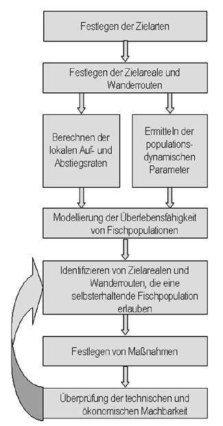 Die hydrographische Charakteristik des Wesergebietes lässt zunächst zwei grundsätzliche Wanderrouten entlang der Weser und entlang der Aller-Leine erkennen (Bild 1).