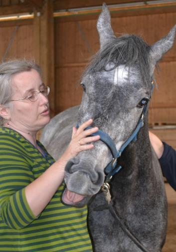 Sabine Wallner, die seit vielen Jahren Tiere trainiert, zeigt wie es geht ein Pferd zu entspannen.