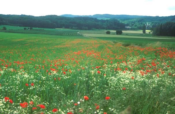 Ökosystemdienstleistung Biodiversität am Beispiel Ackerwildkräuter Prozentualer Anteil an Ackerwildkräutern im Vergleich zum konventionellen Landbau (konv.